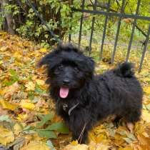 Собака в добрые руки!, в Москве