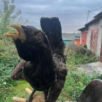 Чучело птиц, в Орле