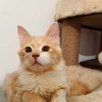 Рыжий пушистый кот Иртыш &mdash; метис мейн-куна в дар, в Москве