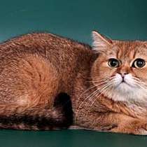 Вязка-Золотой тикированный британский кот, в Жуковском