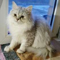 Шотландский котик хайленд годовалый дешево, в Москве