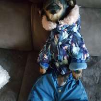 Одежда для собак, в Новосибирске