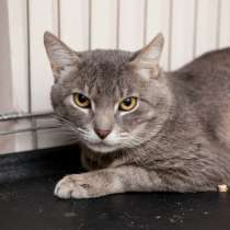 Чеширская улыбка, которая покорит ваше сердце, в Москве