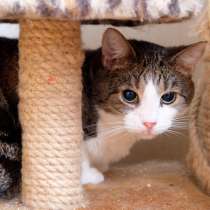 Скромный Гарри в поисках уютного дома, в Москве