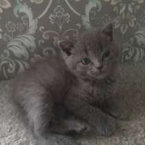 Британский котёнок, в Москве