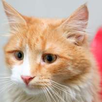 Смышленый Оксфорд мечтает встретить друга, в Москве