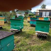 Продаю пчёл средне русские скрещенве с корпаткоми, в Можайске