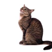 Очаровательная Мусёна нуждается в заботливой опеке, в Москве