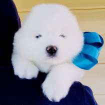 Белоснежные Ми-Ми мишки самоедики)!, в Чебоксарах