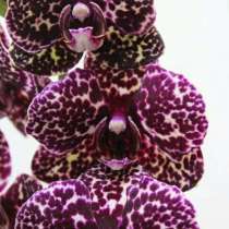 Подростки орхидей в размере 1.7 и 2.5, в Кстове