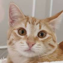 Котёнок Вишенка, в Королёве