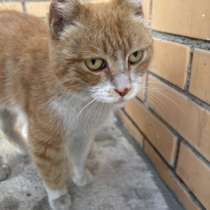 Кошка, в Улан-Удэ