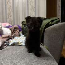 Отдам котят в добрые руки, в Астрахани