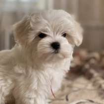 Щенки мальтийской болонки, в Москве