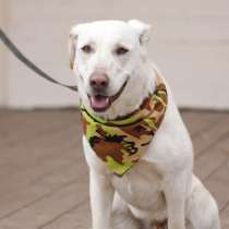 Белая красавица Ева ищет дом!, в Москве