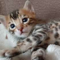 Бенгальские котята, в Санкт-Петербурге