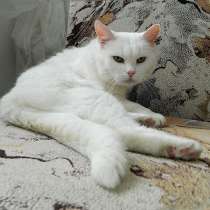 Британское сокровище, великолепная домашняя кошечка Сильвия, в Москве