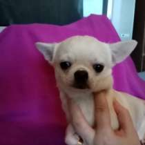 Продаются щенки Чихуа-хуа, в Москве