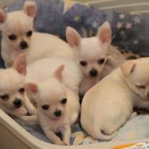 Чихуахуа Тамбов, в Тамбове