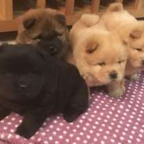 Пушистые, яркие щенки чау-чау, в Москве