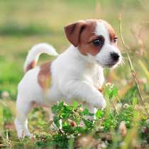 Джек расел Череповец, в Череповце