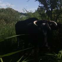Коровы молочные, в Саратове