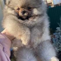 Соболиный мальчик породы померанский шпиц мини мишка, в г.Варшава