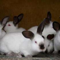 Кролики калифорнийские, в Петрозаводске