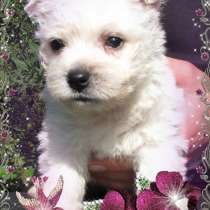 Вест Хайленд Вайт Терьер - щенки, в Санкт-Петербурге