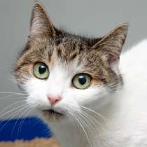 Невероятная кошечка Даша, в Москве