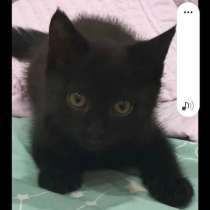 Отдам в добрые руки чёрного котенка, в Чите
