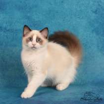 Male for pet ragdoll, в Москве