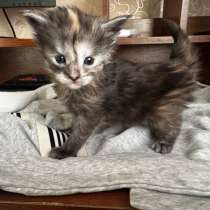 Котята, в Комсомольске-на-Амуре