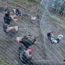 Домашняя птица, в Сочи