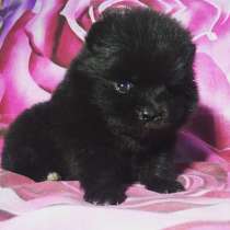 Очаровательные Щеночки Шпица, в Череповце