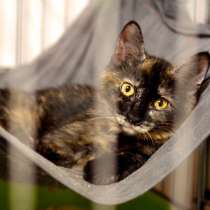 Почему судьба так жестока к Киттари, в Москве