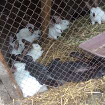 Продаются кролики, в Рубцовске