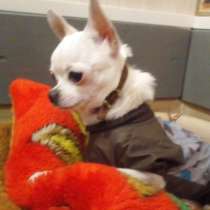 Вязка чихуахуа, в Тамбове