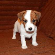 Джек расел Новокуйбышев, в Новокуйбышевске