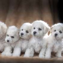 Бишон фризе Астрахани, в Астрахани