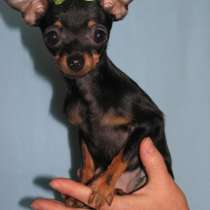 Той терьер Нижний Новгород, в Нижнем Новгороде