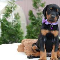 Доберман Нижний Новгород, в Нижнем Новгороде