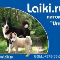 ПлемЗавод LAIKIRU круглый год продаёт щенков, в г.Витебск