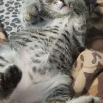 Котята два мальчика и девочка, в Орске