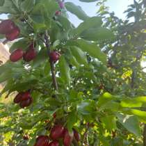 Кизил, в Баксане