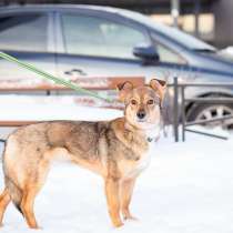 Очень трогательная собачка, в Санкт-Петербурге