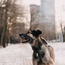 Собака в добрые руки, в Москве