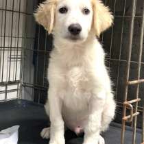 Ласковые и красивые щенки метисы! Ищут дом!, в Москве