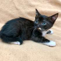 Котенок Джордж - лучистое счастье в дар, в Москве