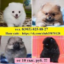 Милые щенки померанского шпица, в Москве